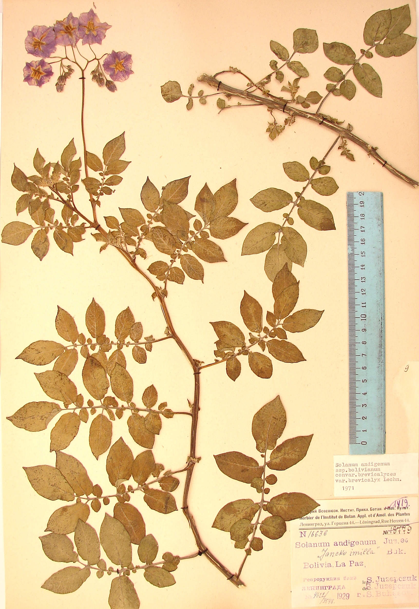 S. andigenum longibaccatum pallidum Lectotypus 1525